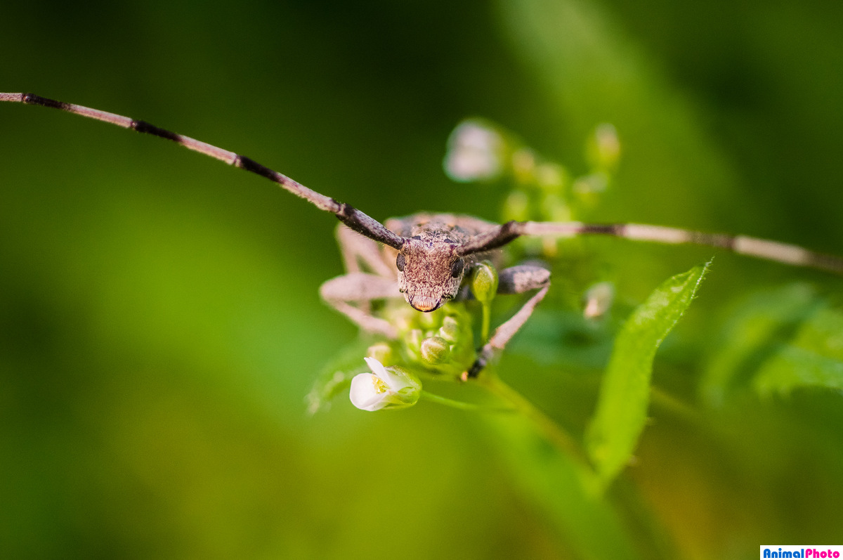    (. Acanthocinus aedilis)      (Lamiinae)  .