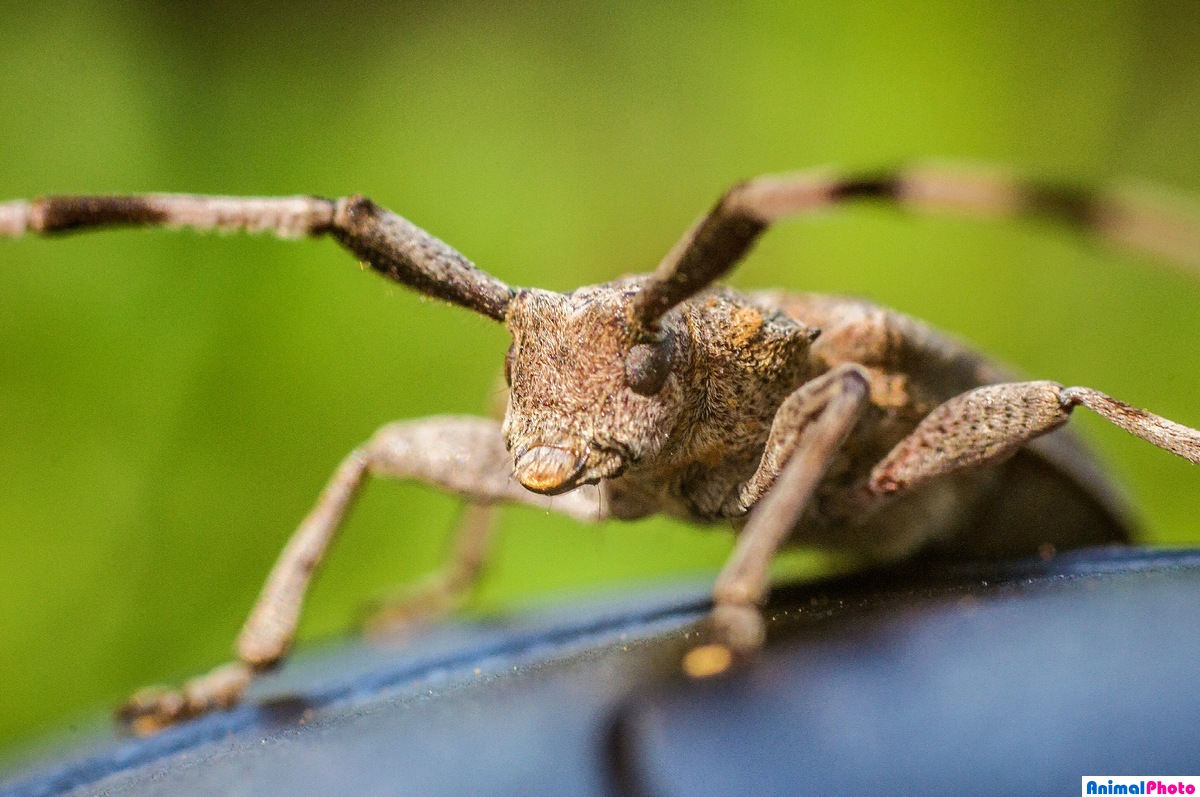    (. Acanthocinus aedilis)      (Lamiinae)  .