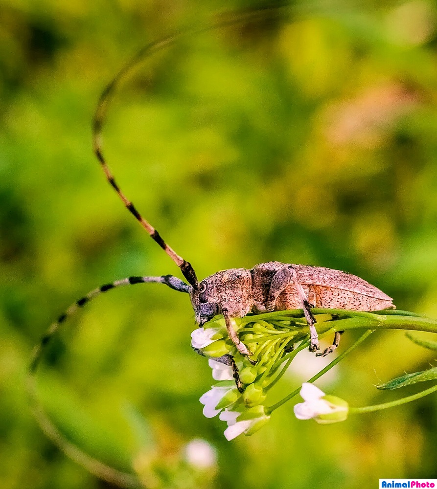    (. Acanthocinus aedilis)      (Lamiinae)  .