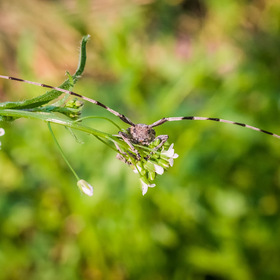    (. Acanthocinus aedilis)      (Lamiinae)  .