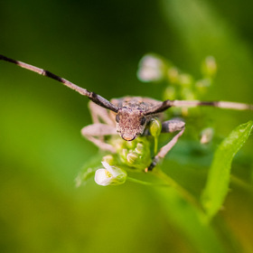    (. Acanthocinus aedilis)      (Lamiinae)  .