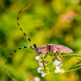    (. Acanthocinus aedilis)      (Lamiinae)  .